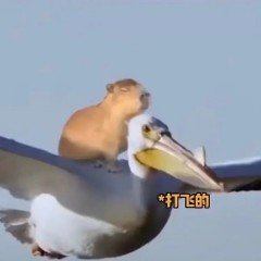 打飞的