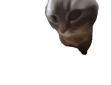 猫咪摇头
